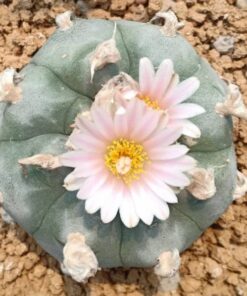 Lophophora Williamsii variety Solitaria