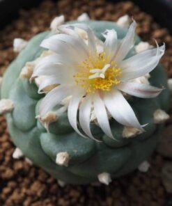 Lophophora koehresii variety La Morita S.L.P