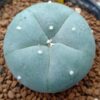 L.W variety Pentagona 2.5cm diameter