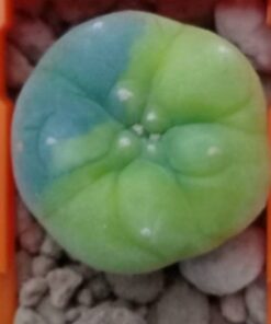 L.Fricii Variegata