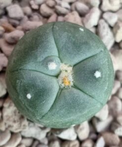 Lophophora Alberto-Vojtechii San Luis Potosi 2 to 2.5cm