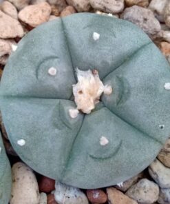 Lophophora koehresii Heinz Swoboda San Bartolo San Luis Potosi