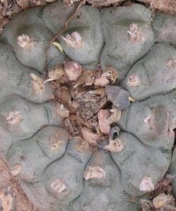L.W variety San Tiburcio