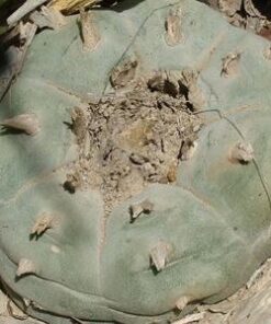 L.W Coahuila variety Saltillo Monclova