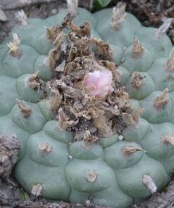 L.W variety San Antonio de Castillo Nuevo Leon