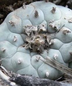 L.W Coahuila variety Parras