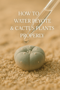 How to Water Peyote & Cactus Plants Properly