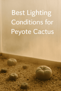 Best Lighting Conditions for Peyote Cactus