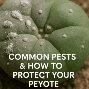 Common Peyote Pests