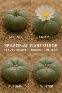 Seasonal Peyote Care Guide