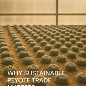 Why Sustainable Peyote Trade Matters