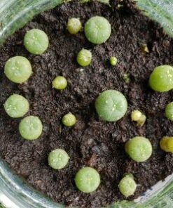 Germination Kit #1