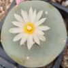 L.Diffusa cv Koike plant 3.5 to 4 cm diameter