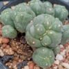 L.W Caespitosa
