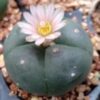 3 L.W cactus plants 3 to 3.5 cm diameter