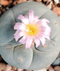 L. Fricii variety Super White cactus 3 to 4 cm diameter
