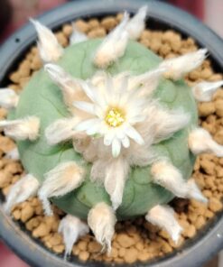 Lophophora Diffusa cv Koike