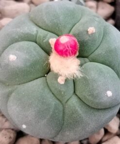 Lophophora Fricii cv Ooibo cactus plant 3 to 4 cm diameter