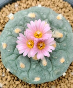 Lophophora Fricii cv Takenaka