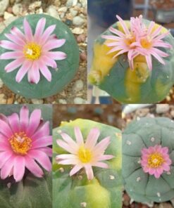 L. Fricii 3 different habitats