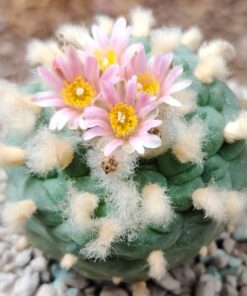 L. Fricii San Pedro