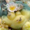 L.W Variegata mix