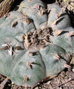 Lophophora Williamsii Coahuila variey La Casita