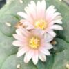 L.W variety Santa Lucia Chihuahua