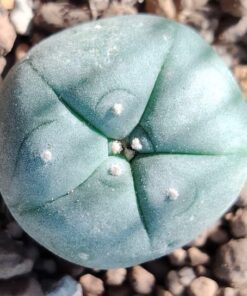 Lophophora Williamsii Texas County variety Big Bend cactus from 2.5-3cm diameters