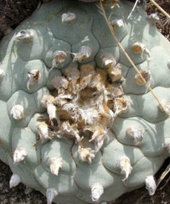 Lophophora Williamsii variety Coahuila Cuatrocienegas Kapelle