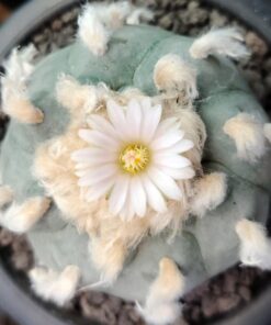 L.W Texas county variety El Paso
