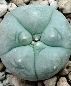 Lophophora Williamsii variety Menchaca 2.5 to 3cm diameter