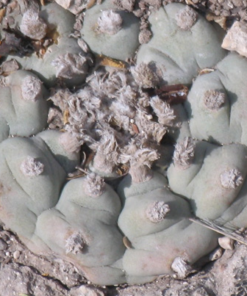 Lophophora Williamsii variety Monctezuma San Luis Potosí