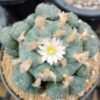 L.W variety Wirikuta San Luis Potosí