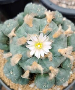 L.W variety Wirikuta San Luis Potosí