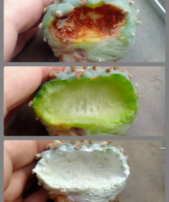 Peyote rot and prevention-1 bottle 100cc