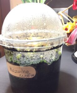 Germination Kit #3 (Without seeds)