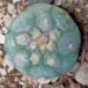 L.W variety Decipiens 2.5 to 3 cm diameter