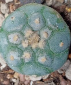 L.W variety Decipiens 2.5 to 3 cm diameter