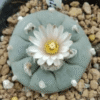 L.W variety Texensis 5 cm diameter