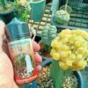 Liquid insecticide 100cc for cactus Anti spider mite, Scale insects