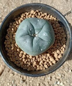 Pot special Lophophora-small size
