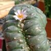 L.W Cristata