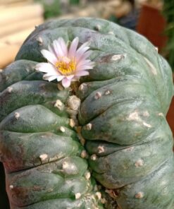 L.W Cristata