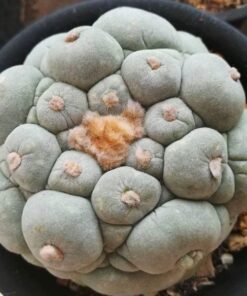 L.Fricii cv Ooibo